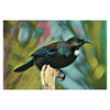 Striking Tui Art Print On Glass Wall Hanging