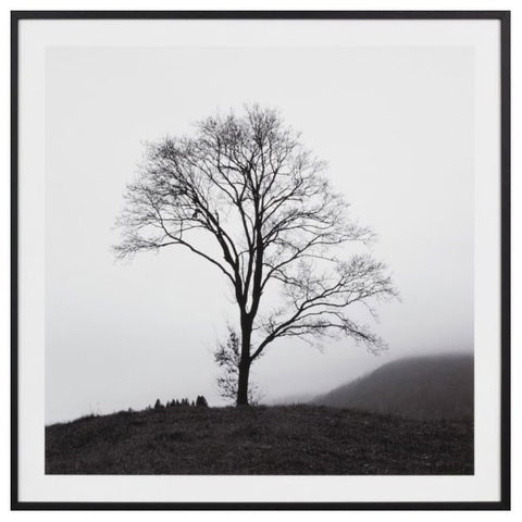 Photographic Framed Lone Misty Tree Canvas Art Print With Wood Frame