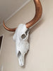 Bull Steer Skull Head Trophy With Horns - Wicked & XL!