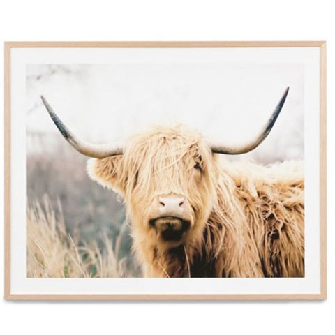 Photographic Highland Cattle 1m Canvas Art Print With Wood Frame