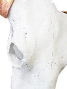 Bull Steer Skull Head Trophy With Horns - Wicked & XL!