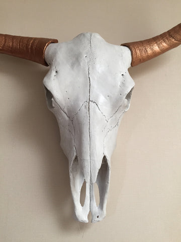 Bull Steer Skull Head Trophy With Horns - Wicked & XL!